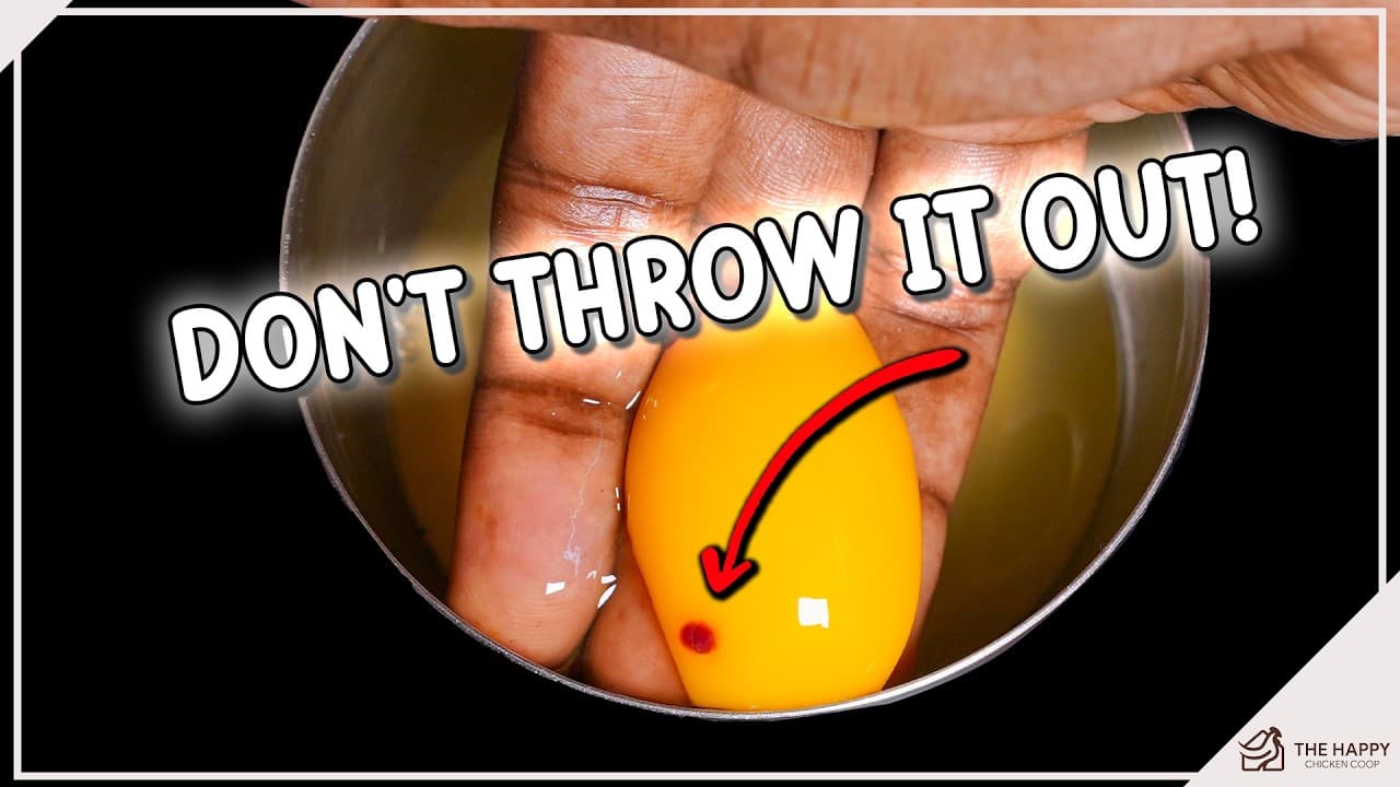Blood Spots in Eggs: Safe to Eat or Not???