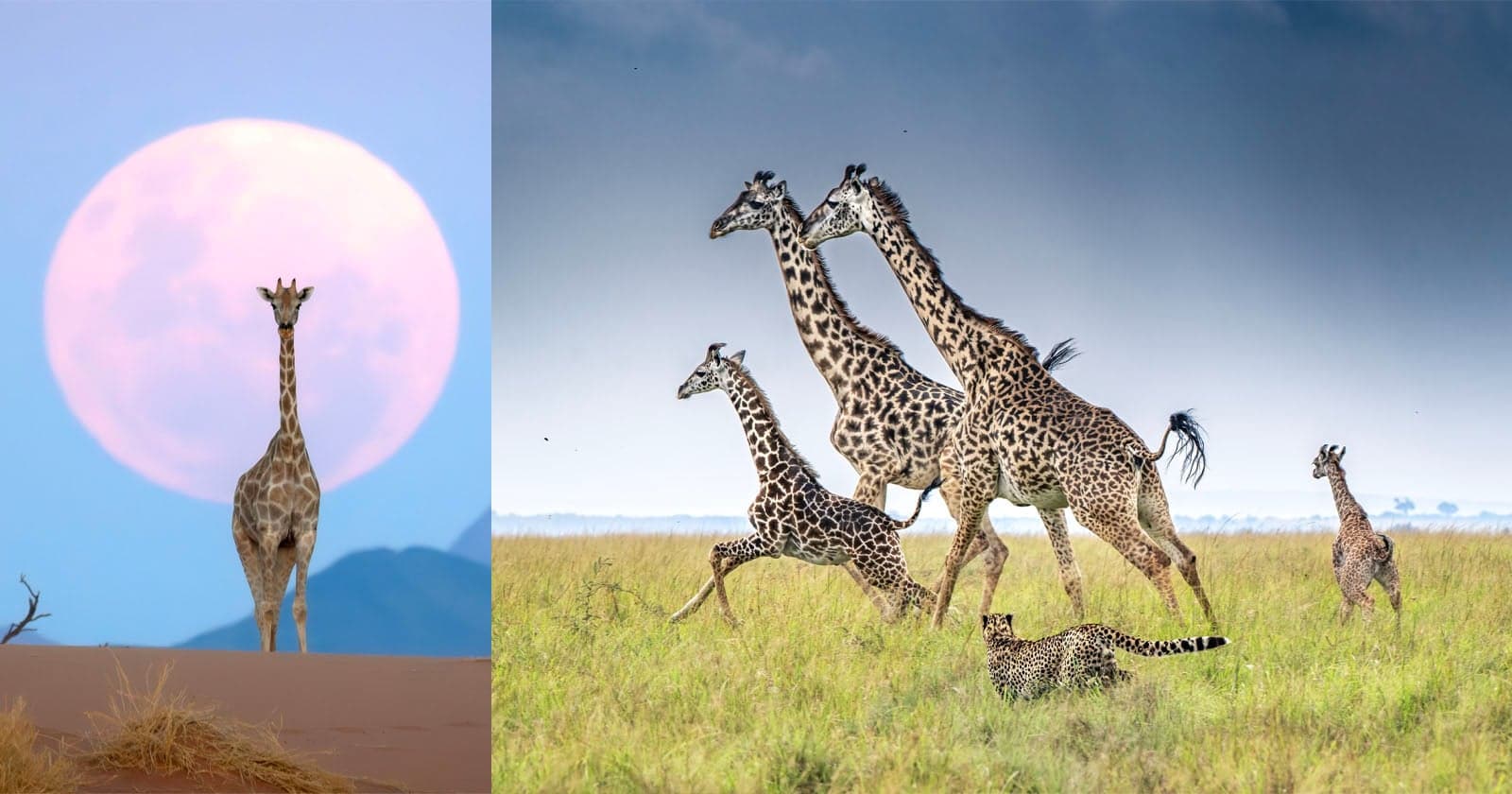 20 Spectacular Giraffe Photos from Remembering Wildlife Competition