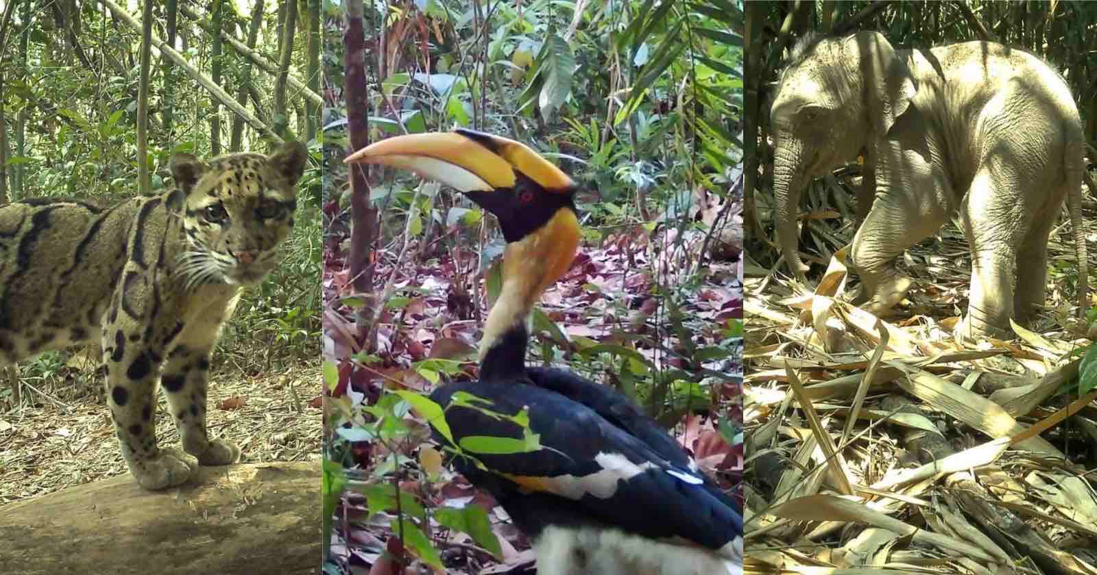 Remote Cameras Reveal the Rare Animals Living in the ‘Amazon of Asia’