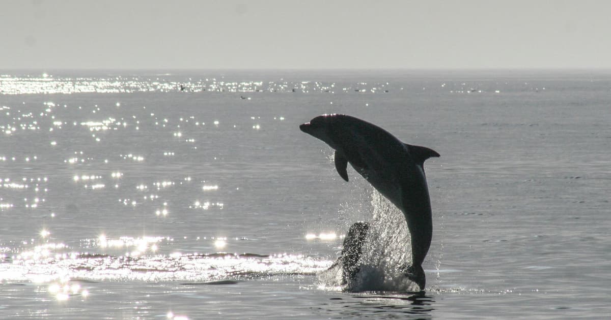 MySQL 9.7: First Major LTS Since 8.4 Brings Enterprise Features to Community Edition
